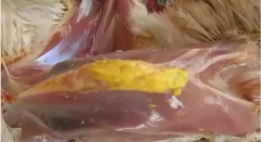 現(xiàn)在青年雞最嚴(yán)重的是什么？
