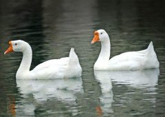 養(yǎng)鵝禁忌有哪些？看看你中了幾條！