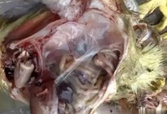 黃病毒在南方各個地區(qū)多發(fā)，這里帶你了解黃病