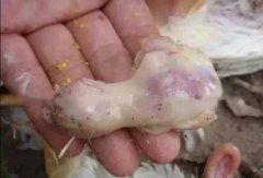 肉雞最頭疼的還是腺肌胃炎，到底該怎么解決？