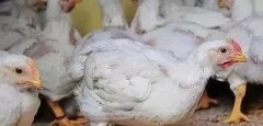 支原體感染的發(fā)展過程及臨床癥狀?。?
