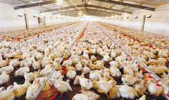 肉雞壞死性腸炎飼料報酬低，整齊度差嚴(yán)重影響