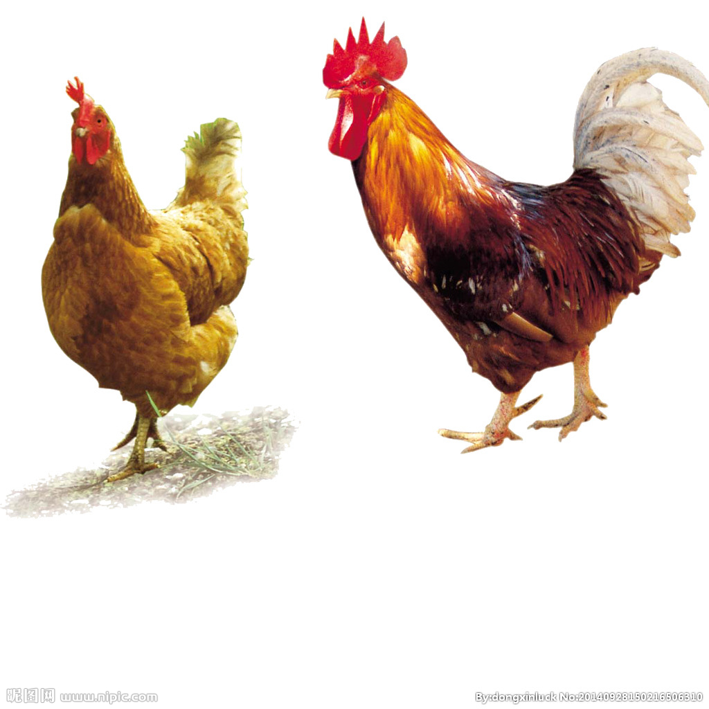  提高肉鴨養(yǎng)殖效益！這八個(gè)飼養(yǎng)管理要注意了?。夹g(shù)） 